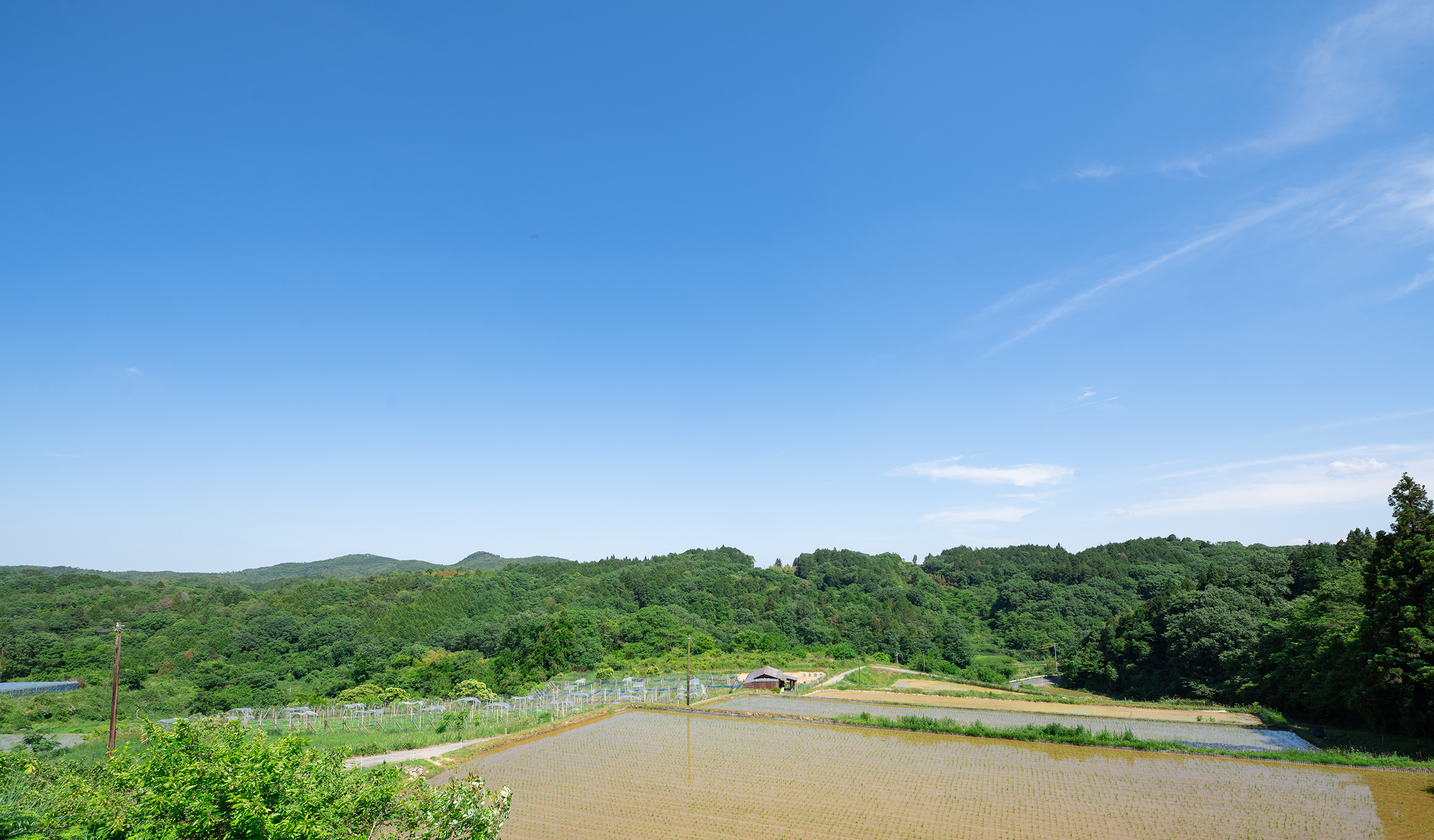 美星町の農園風景