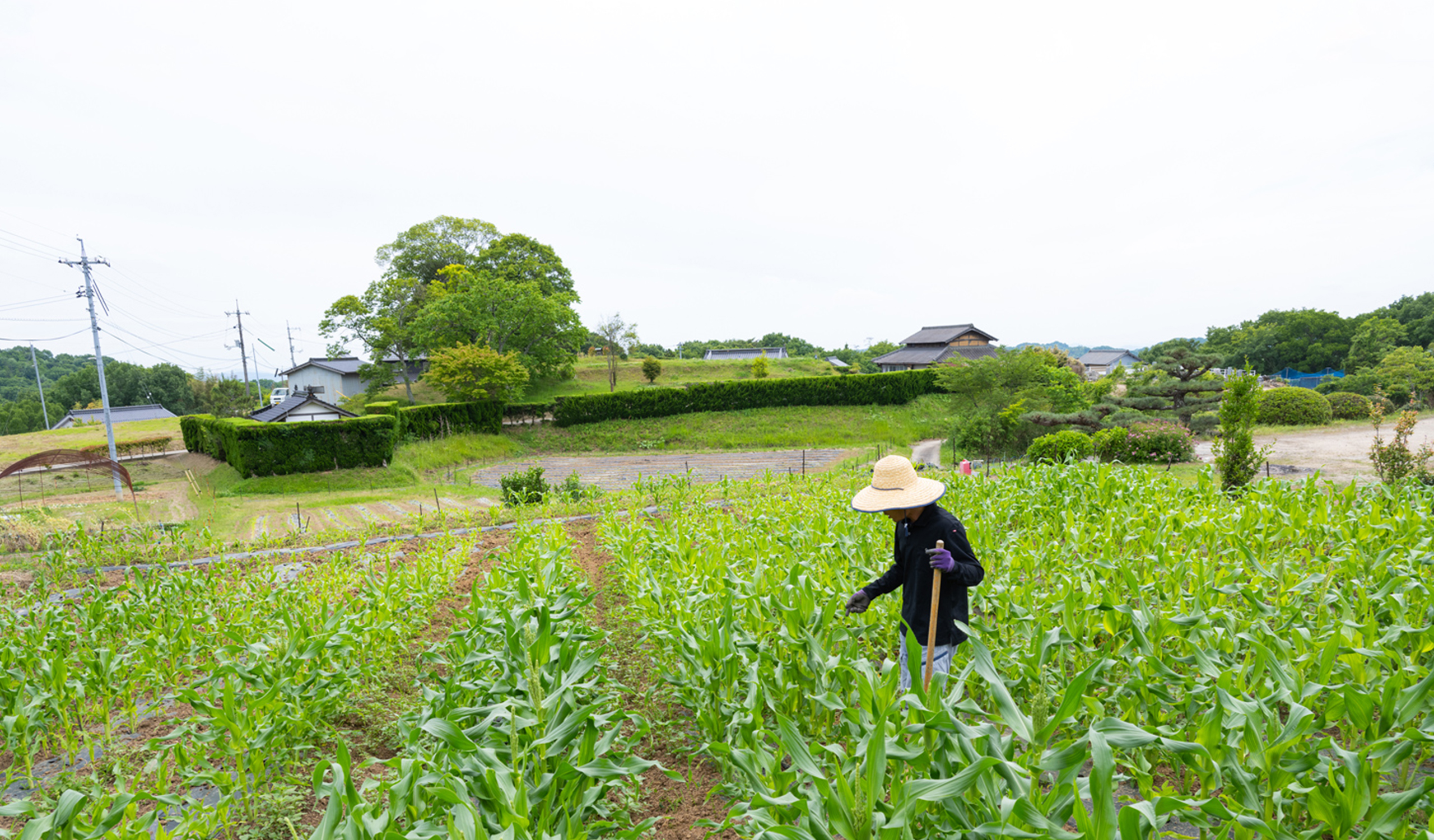 美星町の農園風景