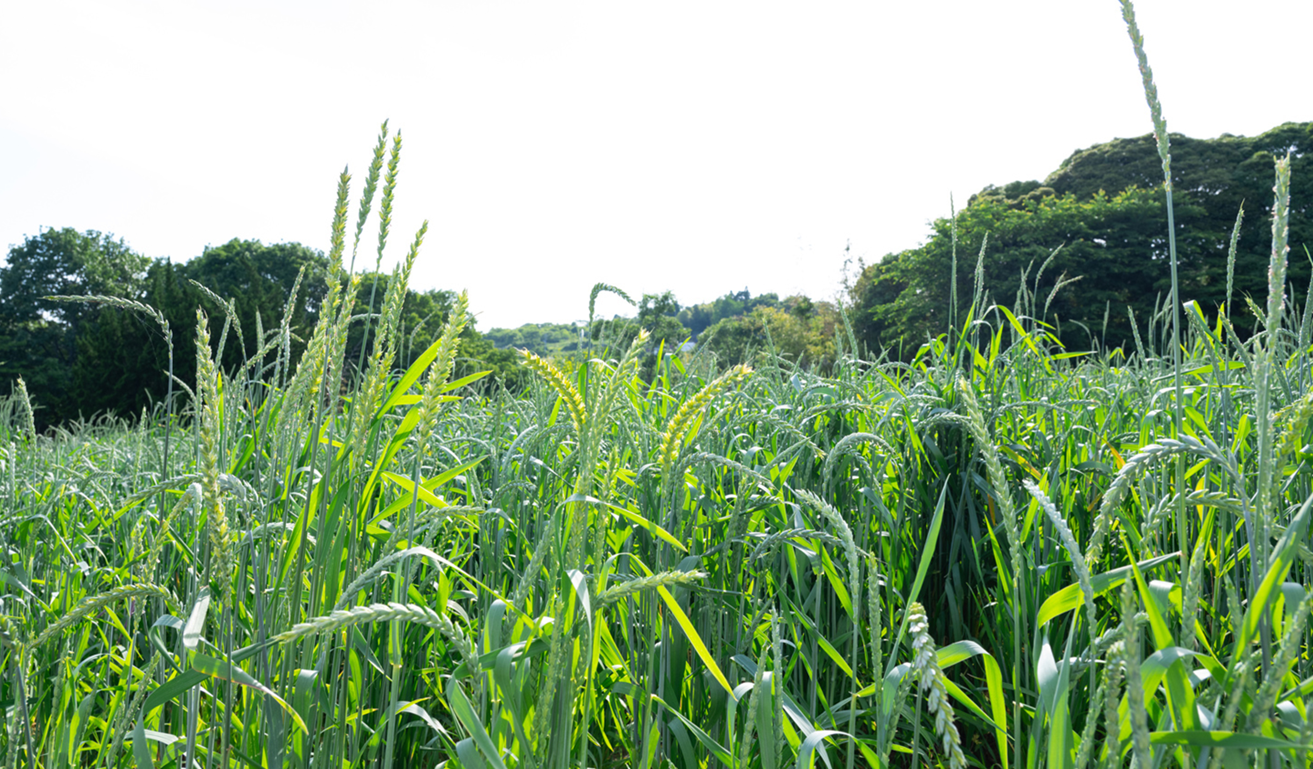 美星町の農園風景