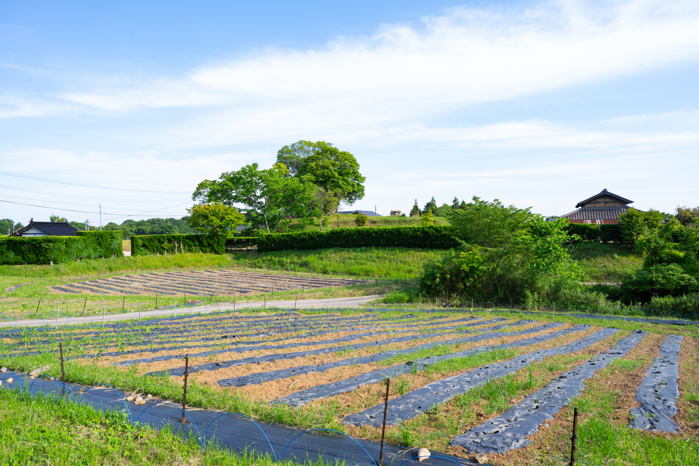 美星町の農園風景